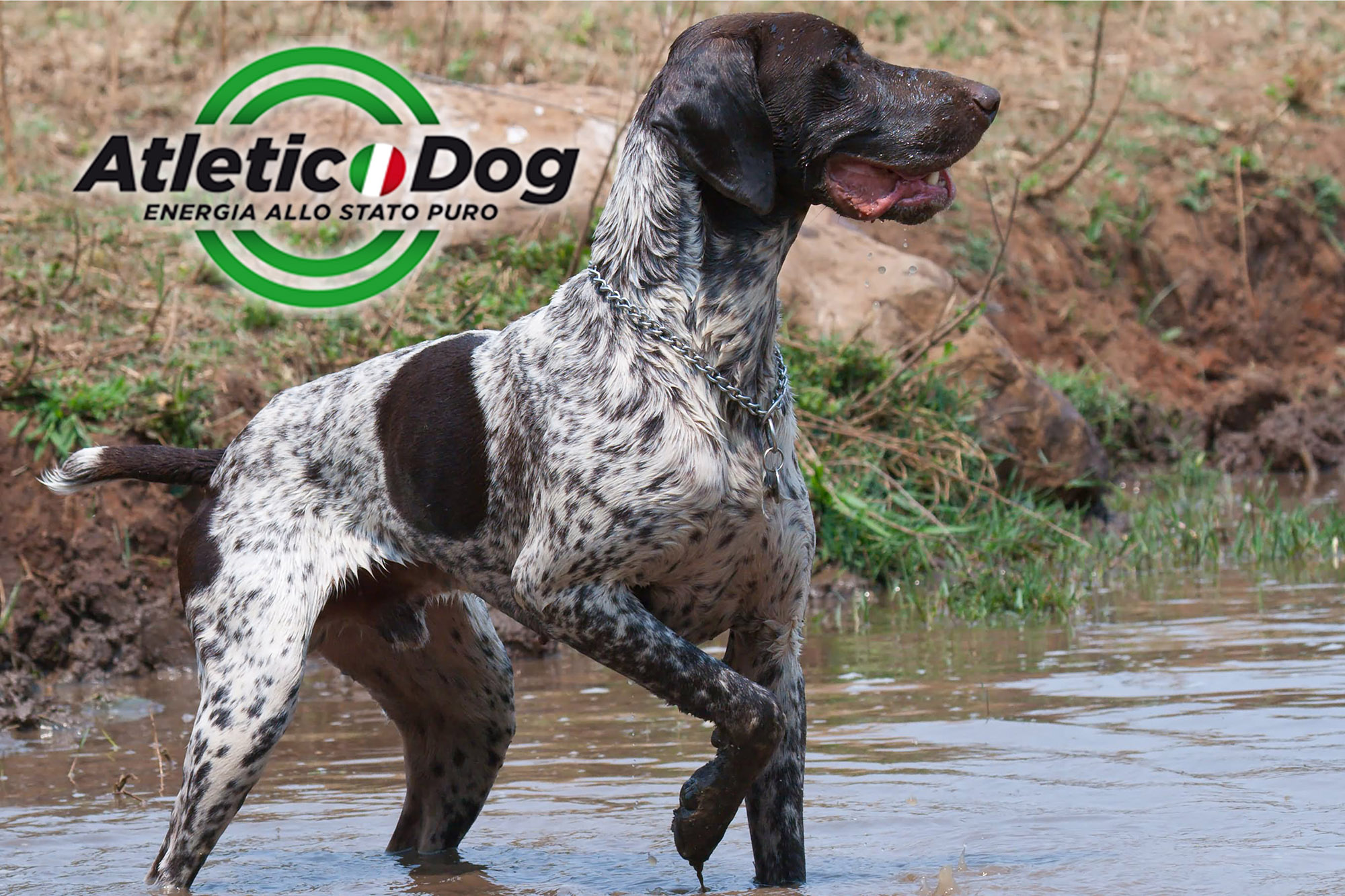 atletic-dog: Caccia e cinofilia: Alta Energia per iniziare atletic-dog: Caccia e cinofilia: Alta Energia per iniziare