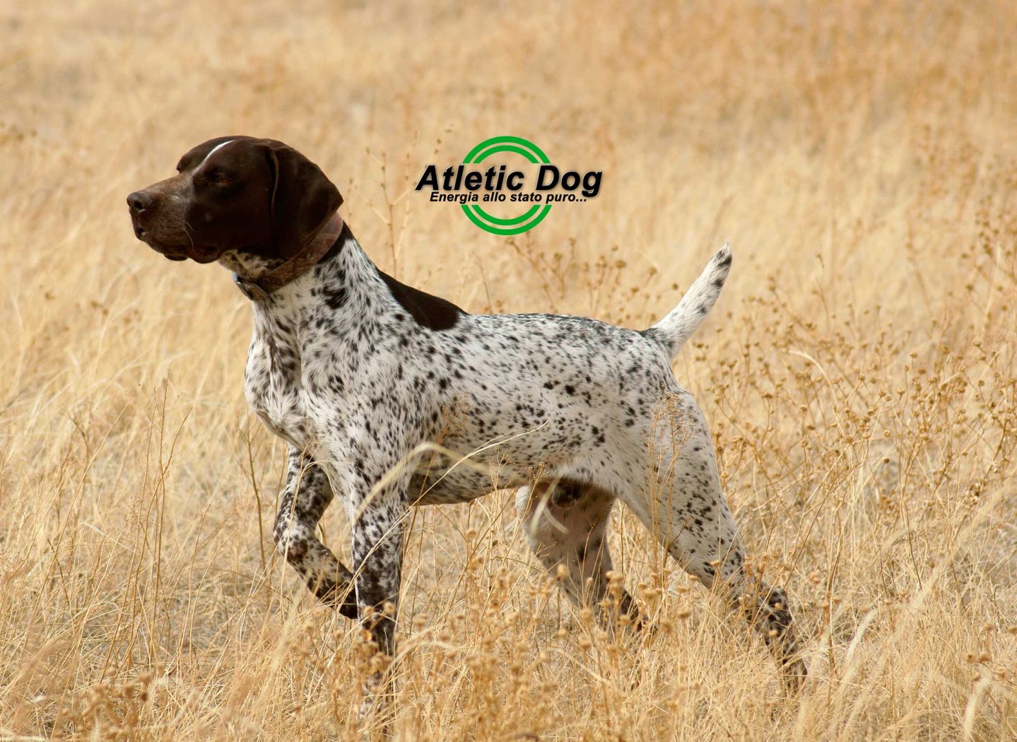 Atletic Dog Atletic Dog