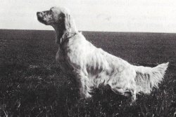 Video: Caccia e cinofilia. Un confronto con il giudice Sandro Pacioni Setter inglese