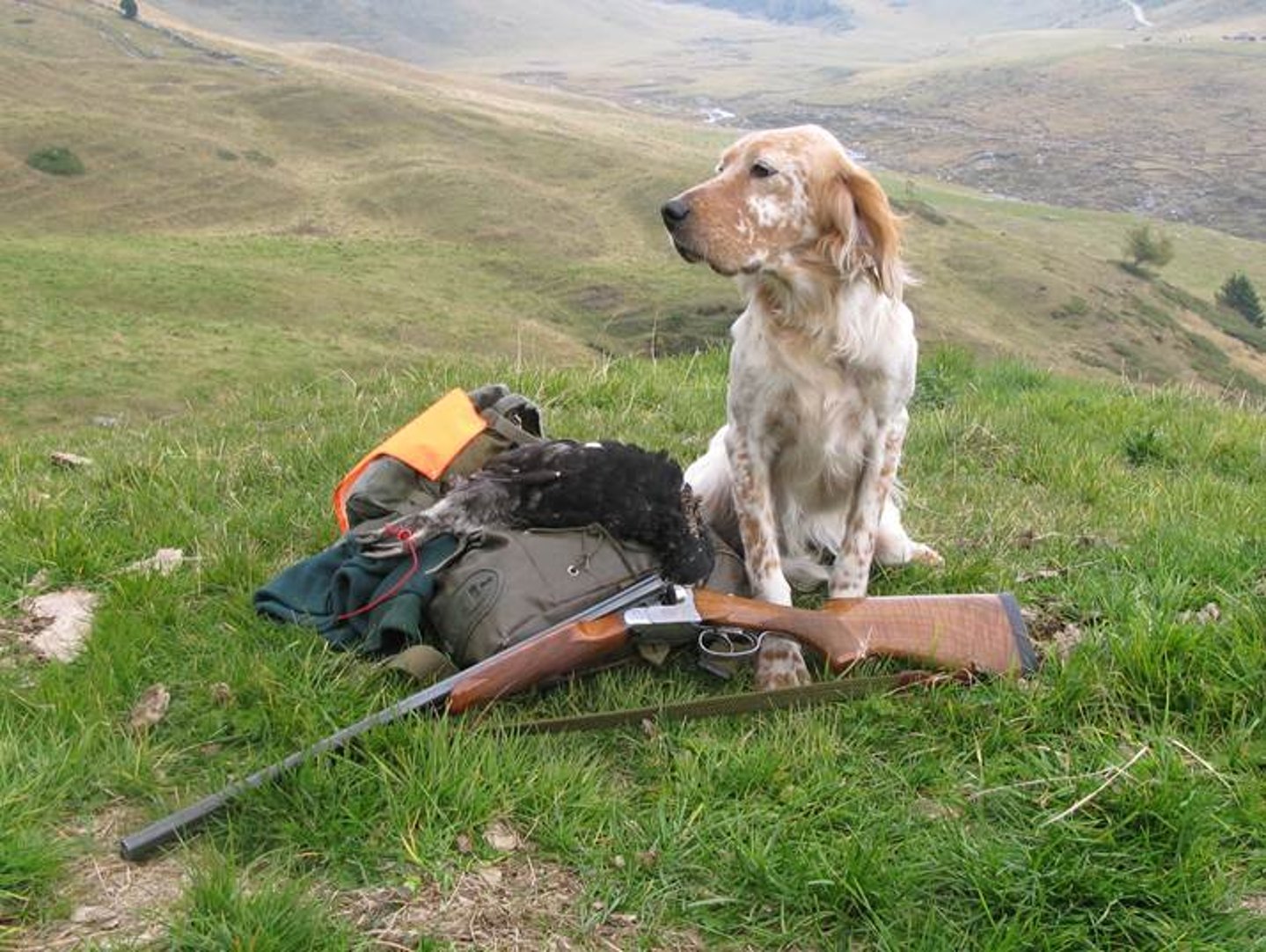 In montagna con il cane da ferma In montagna con il cane da ferma