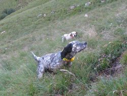 In montagna con il cane da ferma In montagna con il cane da ferma