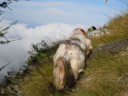 In montagna con il cane da ferma In montagna con il cane da ferma