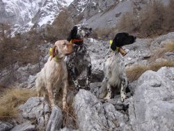 In montagna con il cane da ferma In montagna con il cane da ferma