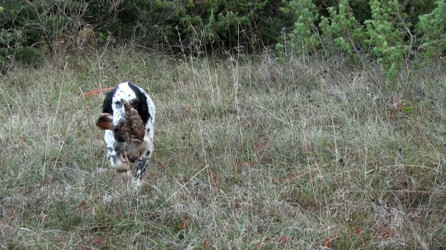 Cane a caccia con beccaccia