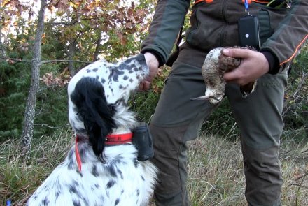 Caccia alla beccaccia: il tradizionale piacere del campano con Beretti Scolopax 4.0 Dettaglio sul beeper Beretti Scolopax 4.0