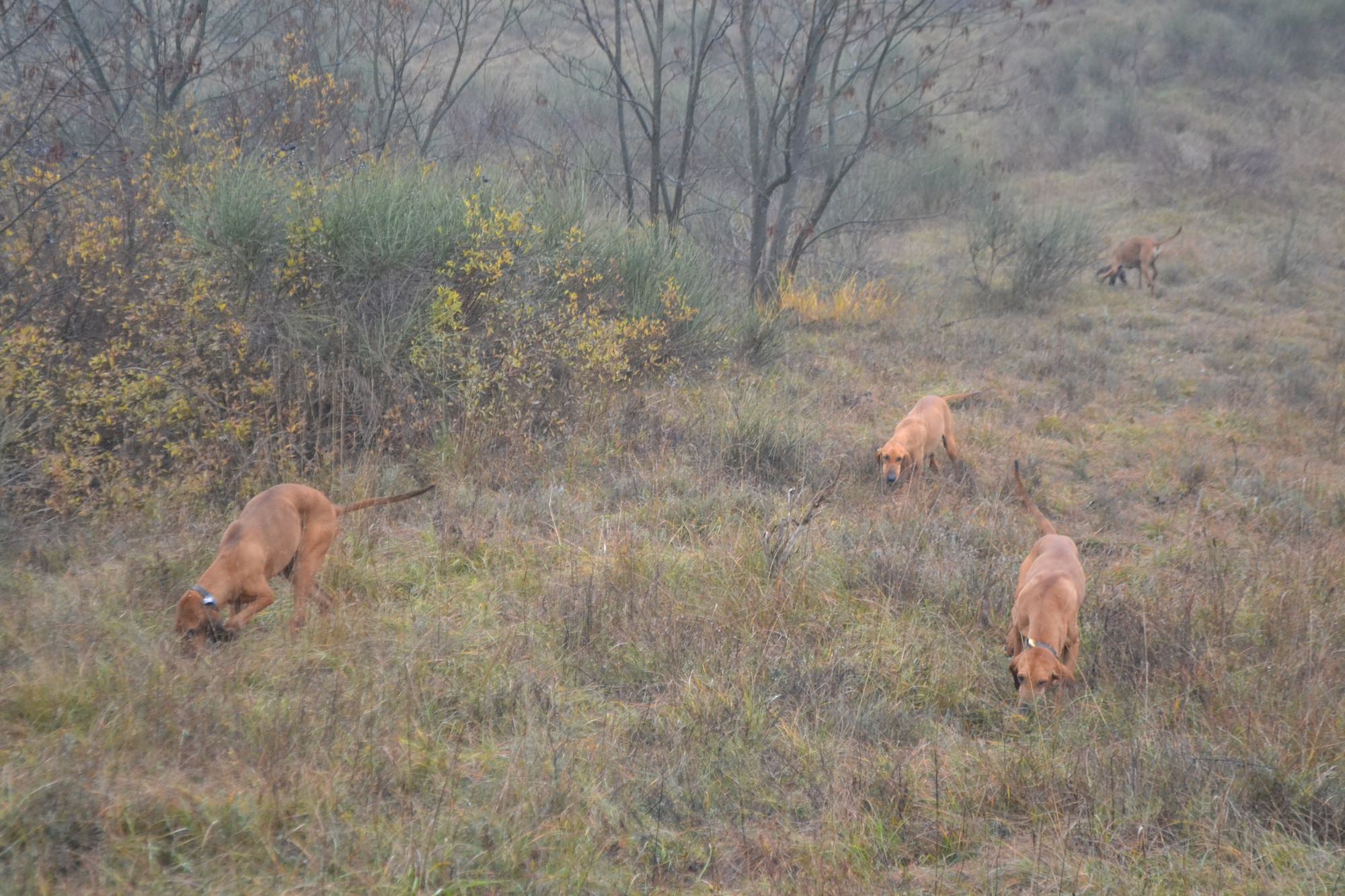 cinofilia: 16° Campionato Italiano con cani da seguita su cinghiale in mute - Ctg. "B"