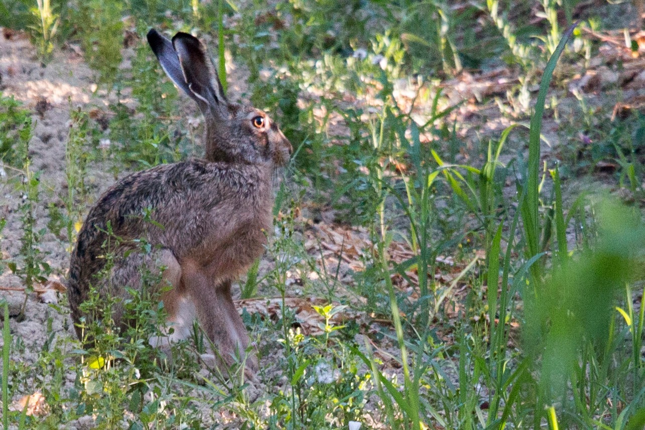 cinofilia: Cinofilia: Campionato Sociale dei cani da seguita su lepre
