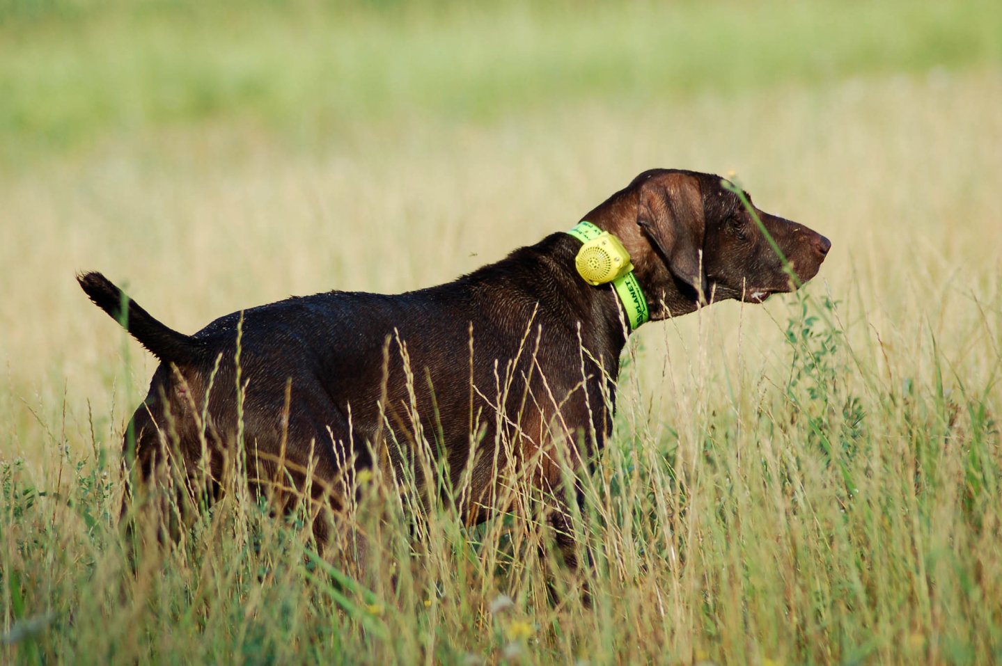 Il cane da caccia totale alla tedesca hunt point retrieve Il cane da caccia totale alla tedesca hunt point retrieve