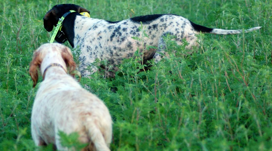Cani continentali e inglesi 