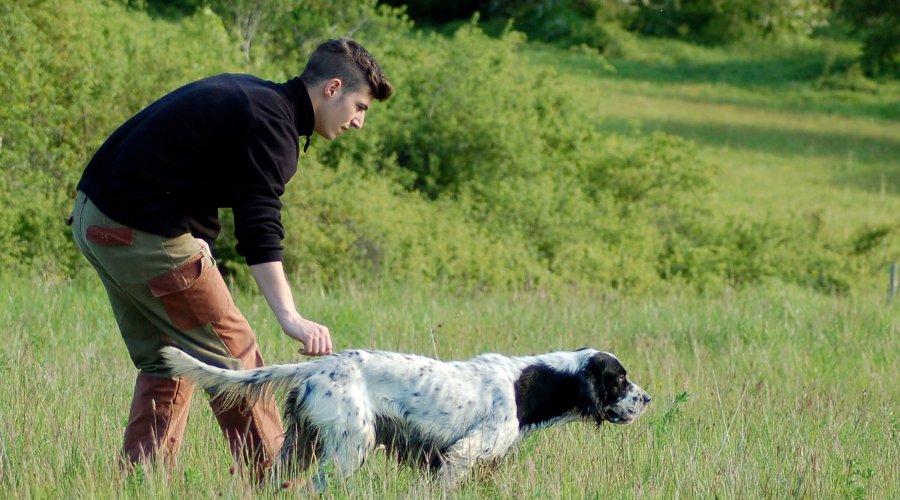 Cani continentali e inglesi 