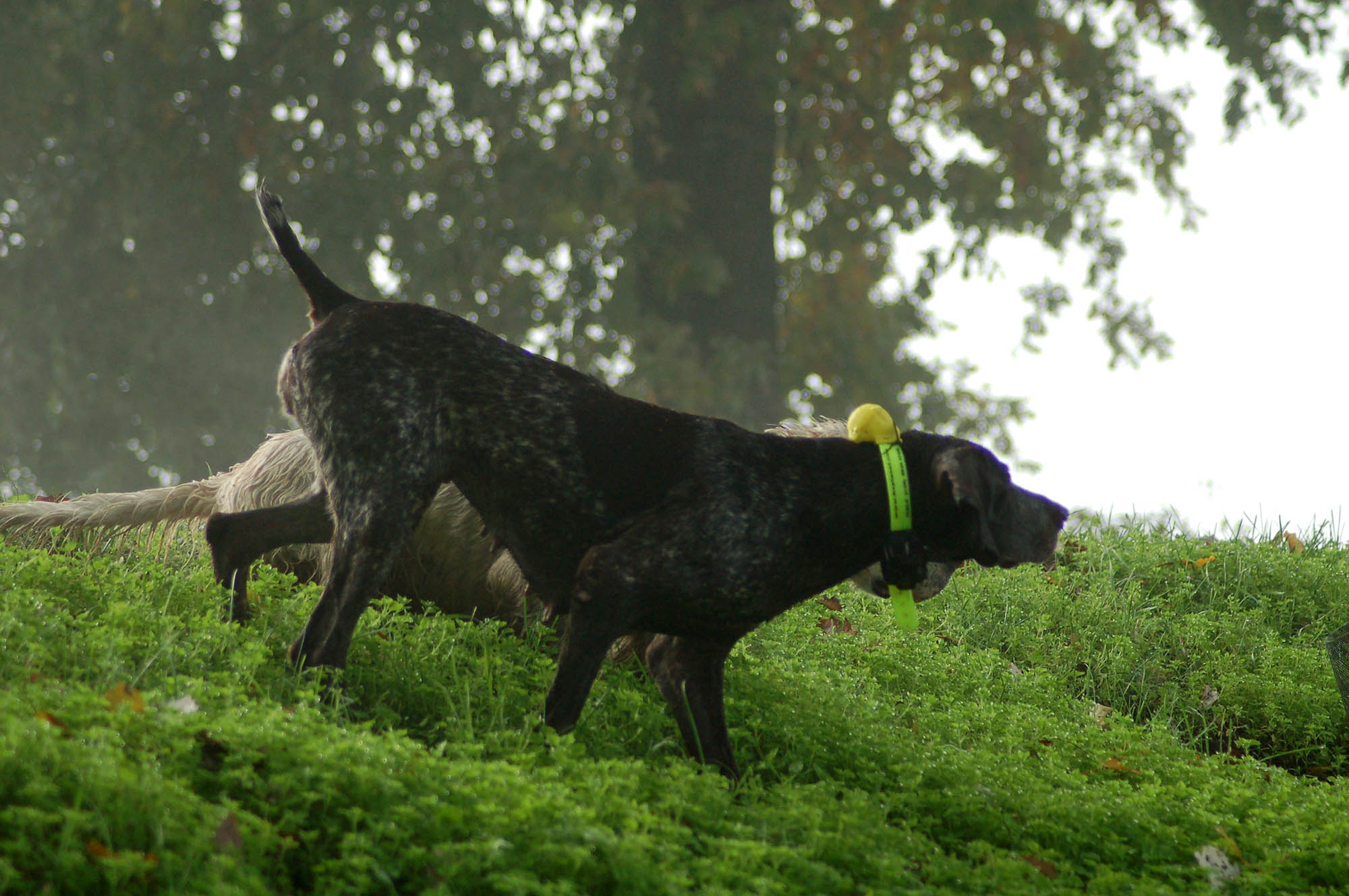 cinofilia: Cani da caccia continentali e inglesi