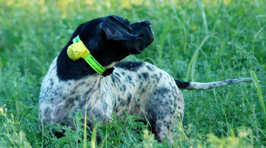 Cani continentali e inglesi 