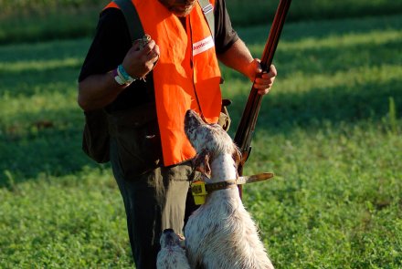 Cani continentali e inglesi