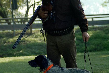 Cani continentali e inglesi 