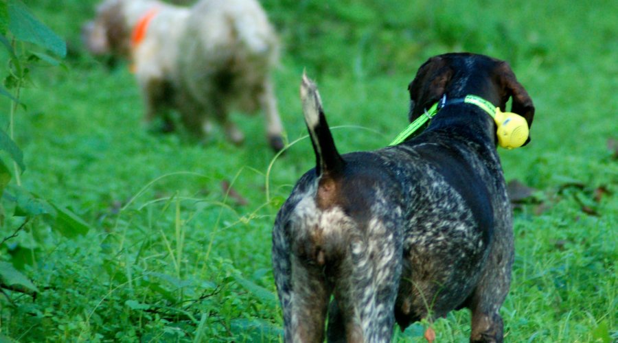 Cani continentali e inglesi 