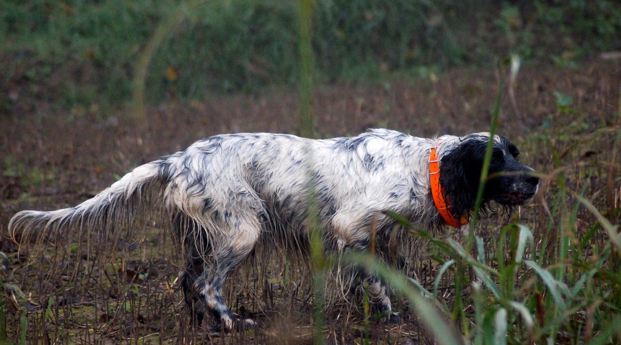 Cani continentali e inglesi 