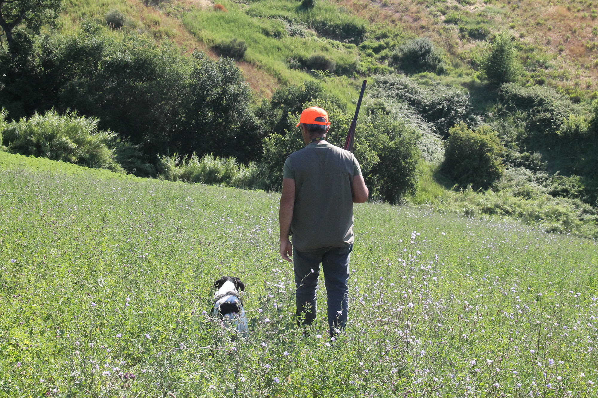 caccia-con-cani-da-ferma: Cani da ferma: la correttezza al frullo e allo sparo a caccia e in prova caccia-con-cani-da-ferma: Cani da ferma: la correttezza al frullo e allo sparo a caccia e in prova