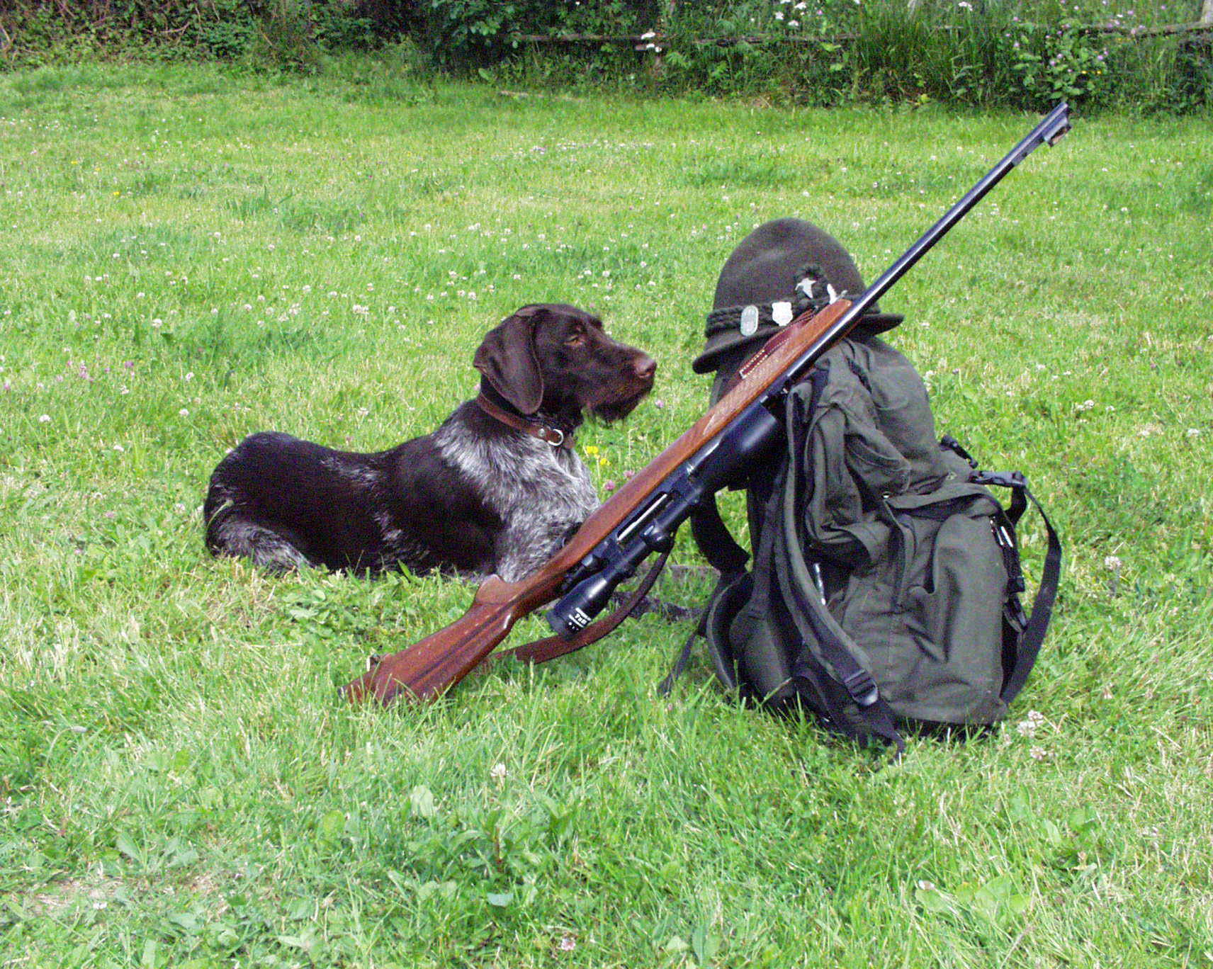 cinofilia: Kurzhaar e Drahthaar: i “cugini” alla conquista del mondo…