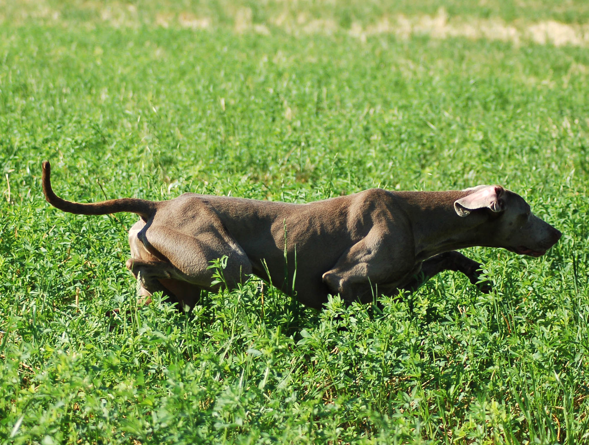 cinofilia: Weimaraner: stregati dalla luna