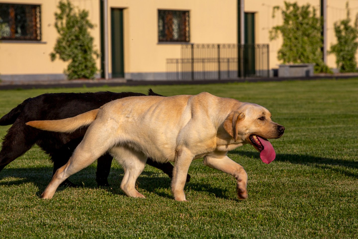 Centro Cinofilo Villa Sant'Uberto due labrador nel prato del Centro Cinofilio Villa Sant'Uberto