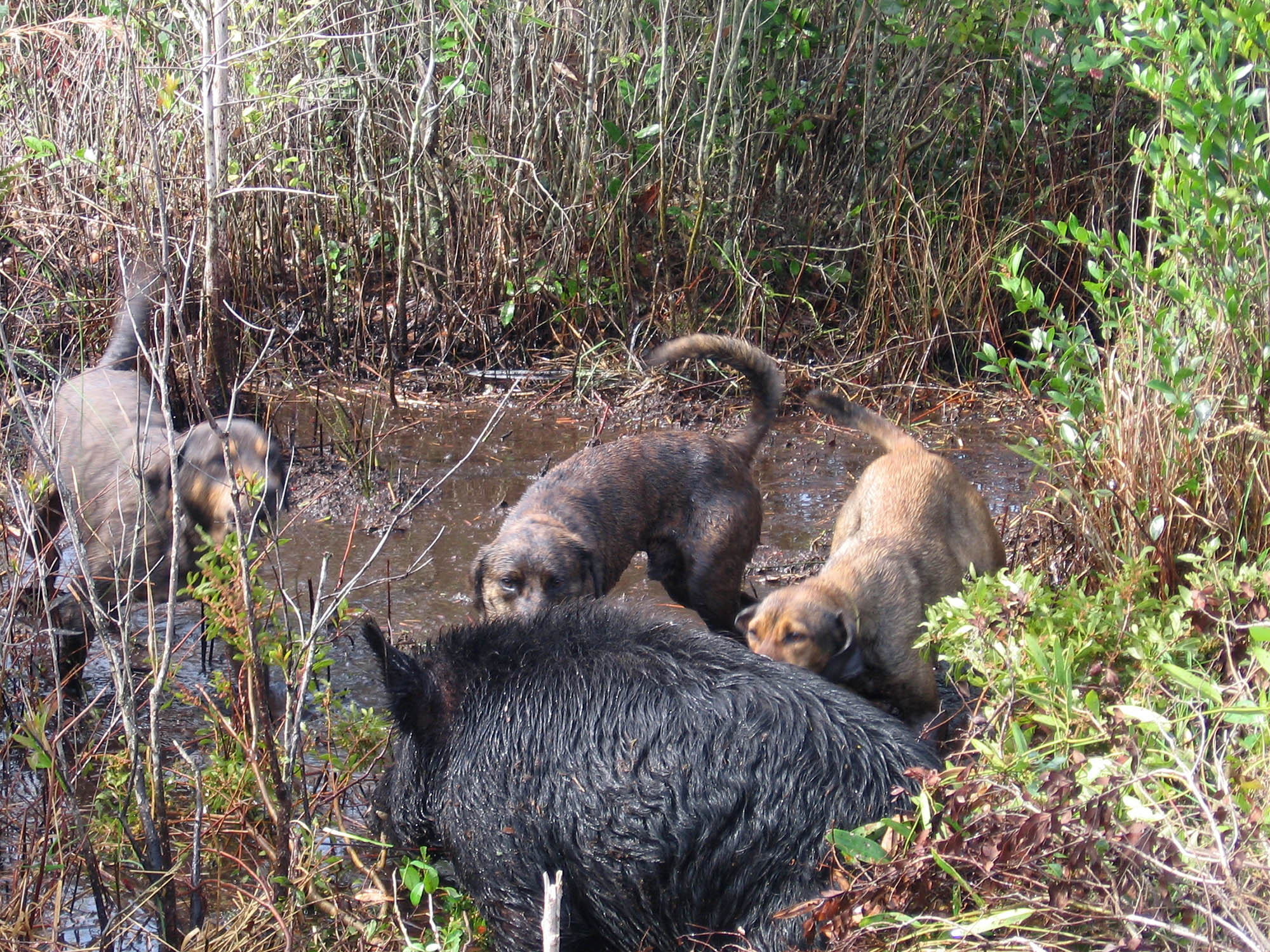 cinofilia: Cinofilia: addestramento dei segugi da cinghiale