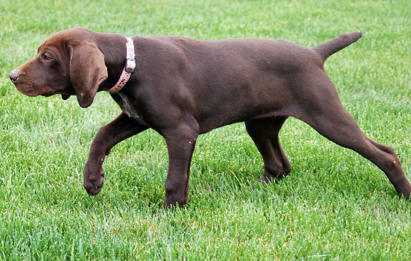 Cinofilia: displasia dell'anca Cinofilia: displasia dell'anca