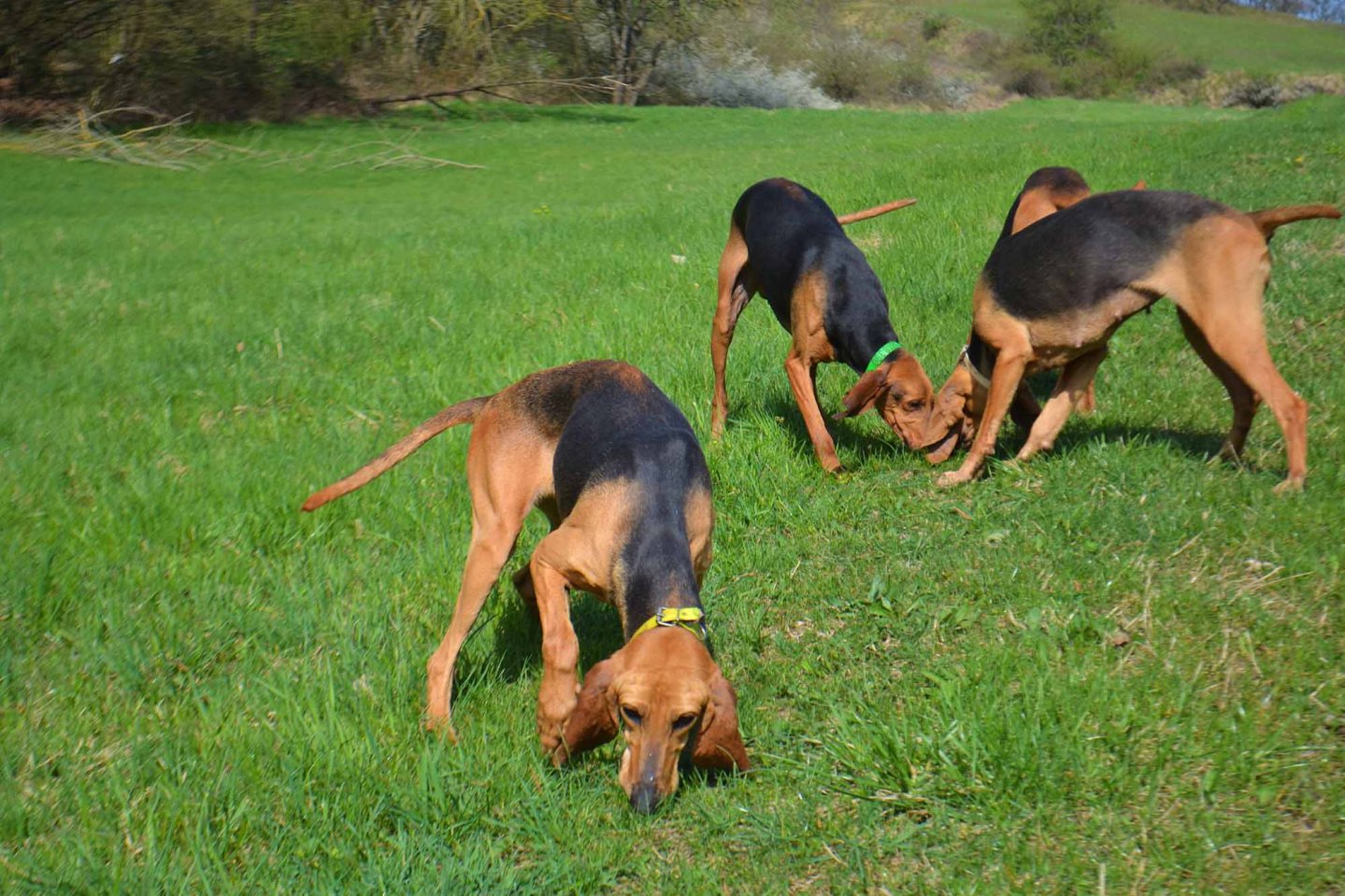 Collari d'addestramento, ne parliamo con Barbara Mazzali Muta di segugi