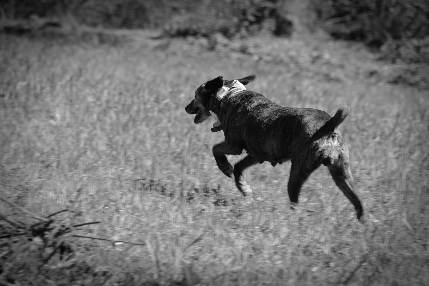 cinofilia: Come organizzare una prova cinofila