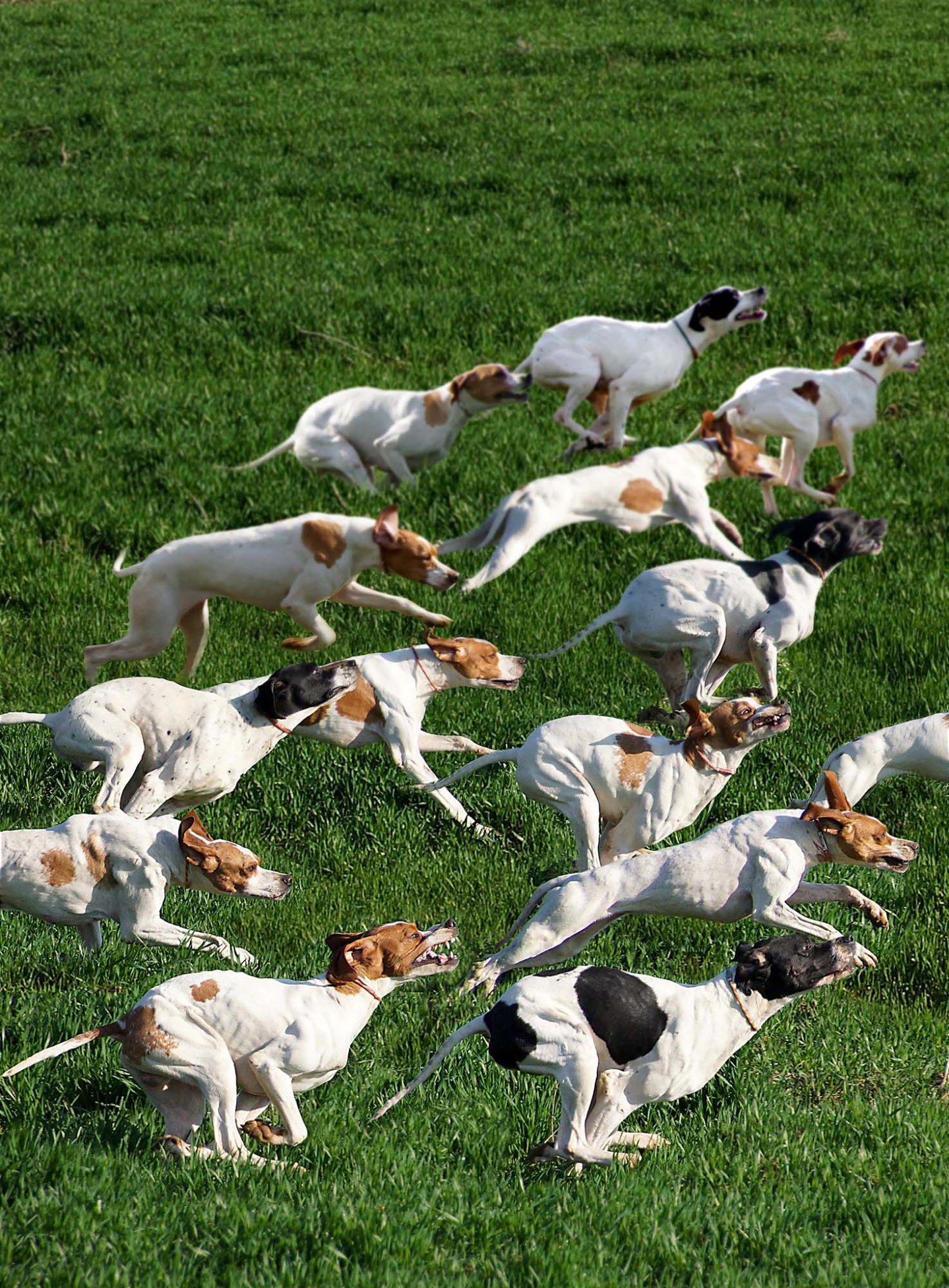 La Gazzetta della Cinofilia 4/2016: tutti i contenuti del nuovo numero Retriever di caccia