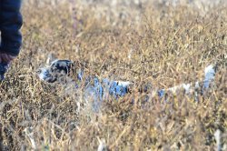 La Gazzetta della Cinofilia 4/2016: tutti i contenuti del nuovo numero 6/7 febbraio il Trofeo Meco Miramonti di caccia pratica per inglesi e continentali