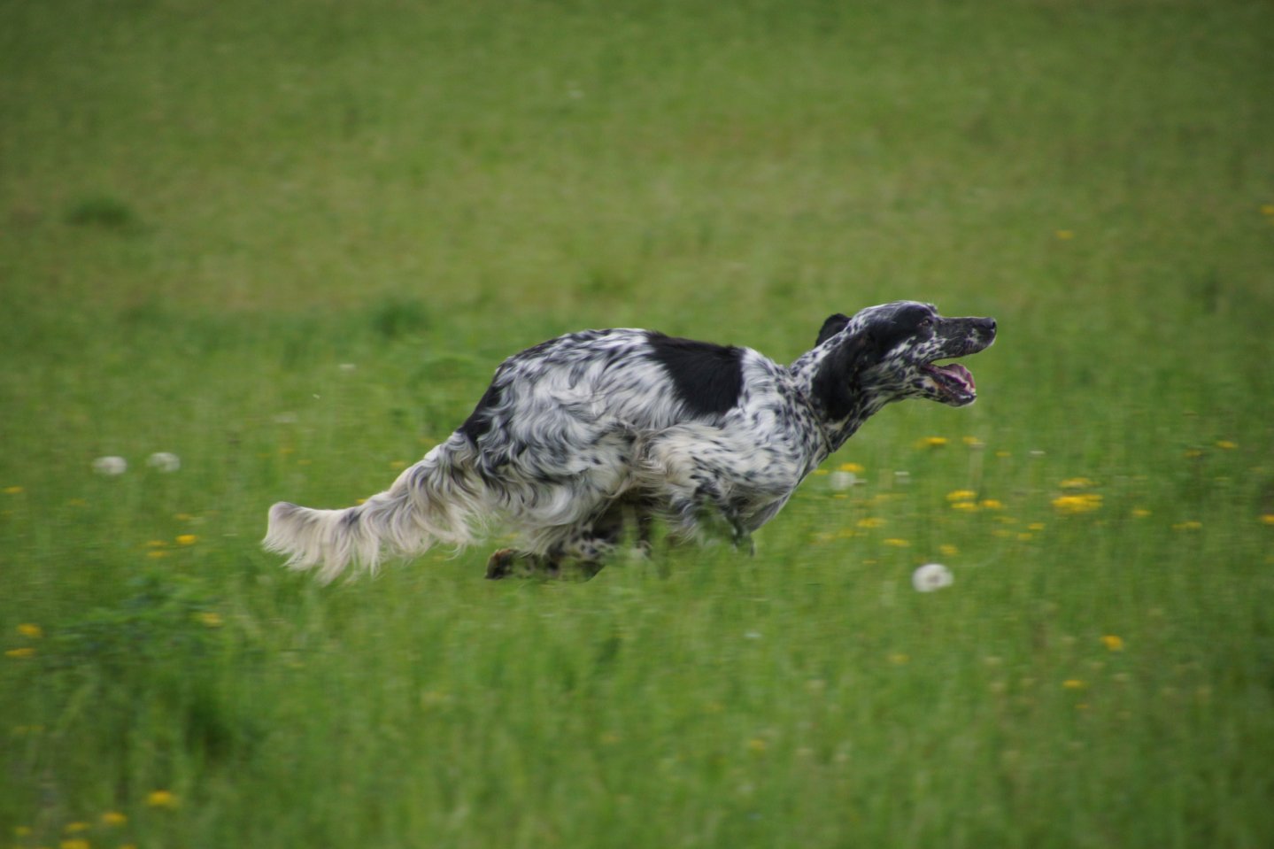Gazzetta della Cinofilia giugno 2016 setter-in-prato