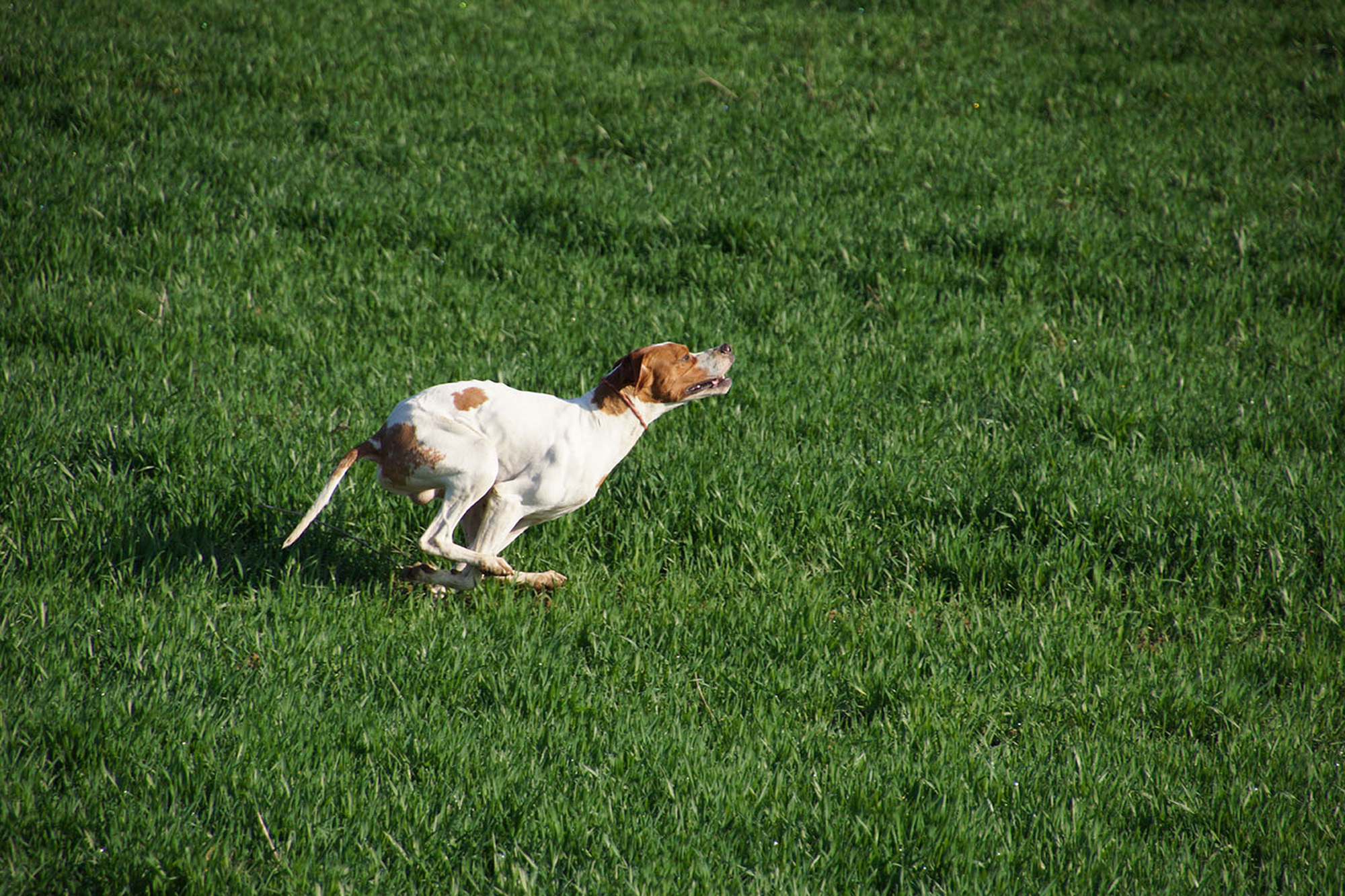 cinofilia: La Gazzetta della Cinofilia luglio 2016: i contenuti del nuovo numero
