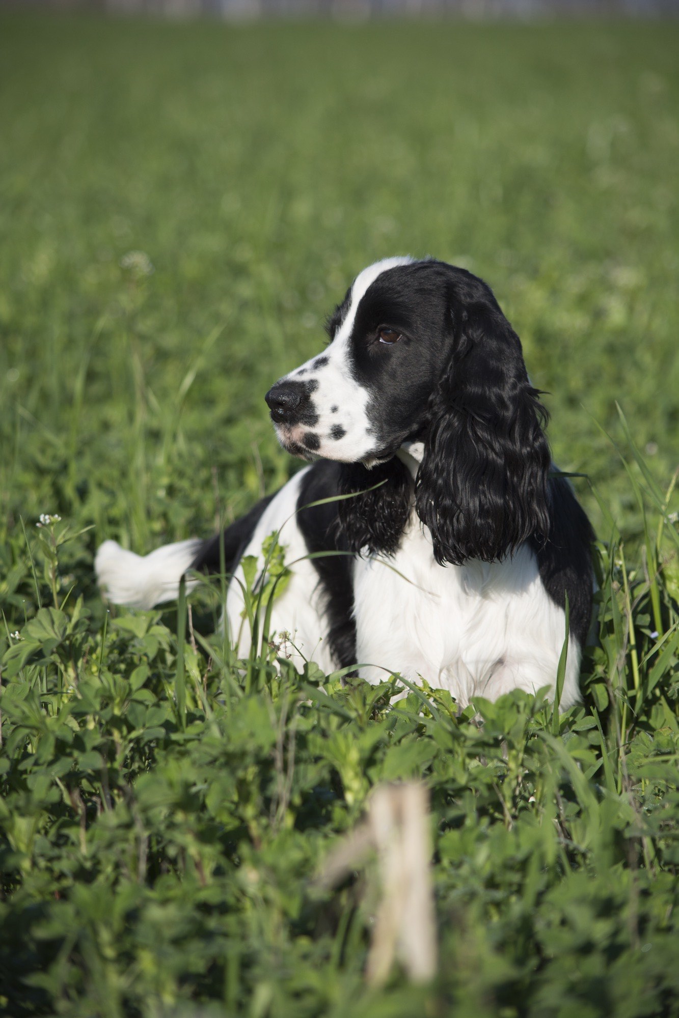 cinofilia: La Gazzetta della Cinofilia 5/2016: tutti i contenuti del nuovo numero