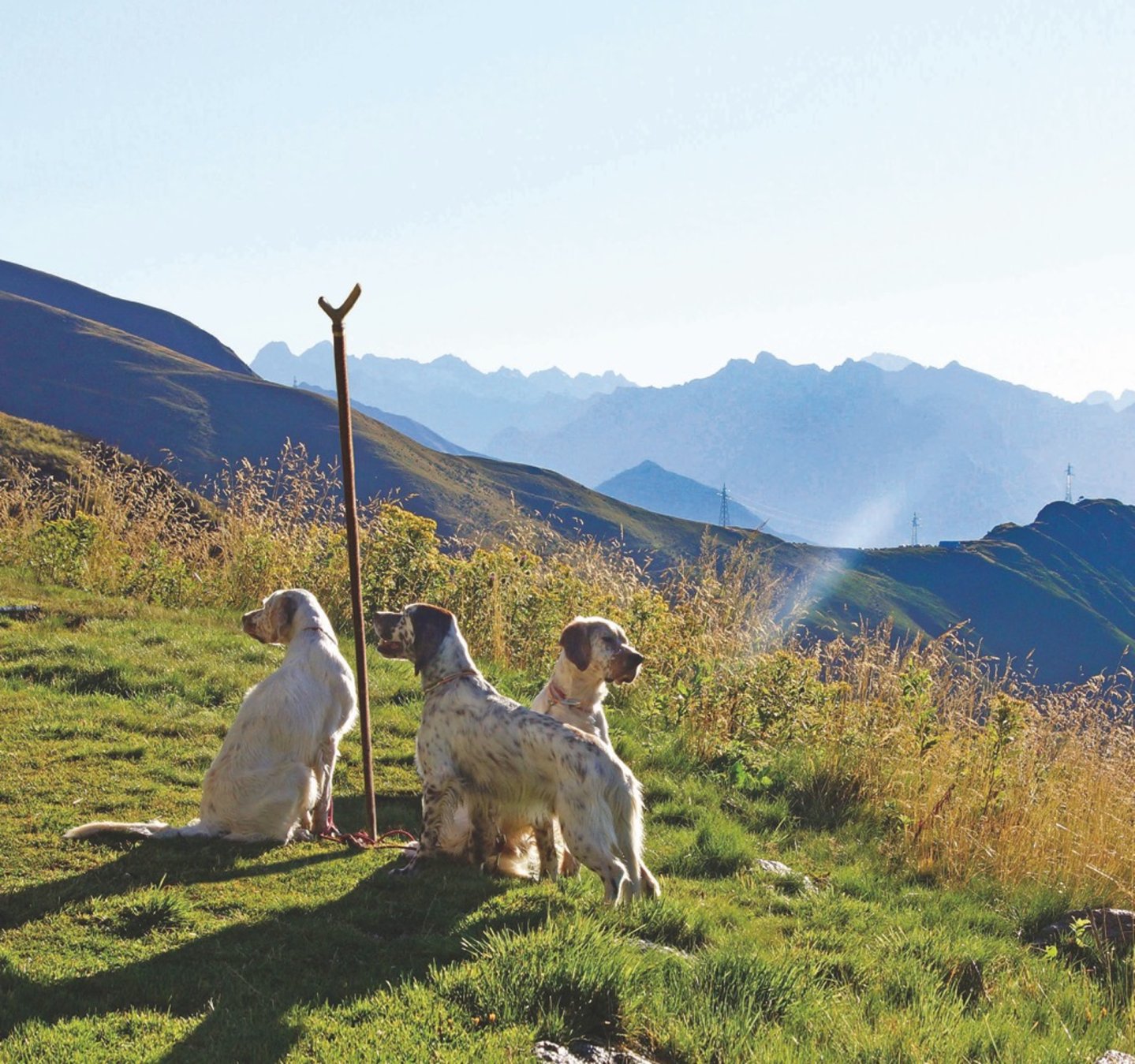 Gazzetta della Cinofilia novembre 2016 Tre cani sull'erba accanto a un palo