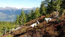 Pointer impegnati in un censimento Un cane in ferma e uno a riposo su una collina