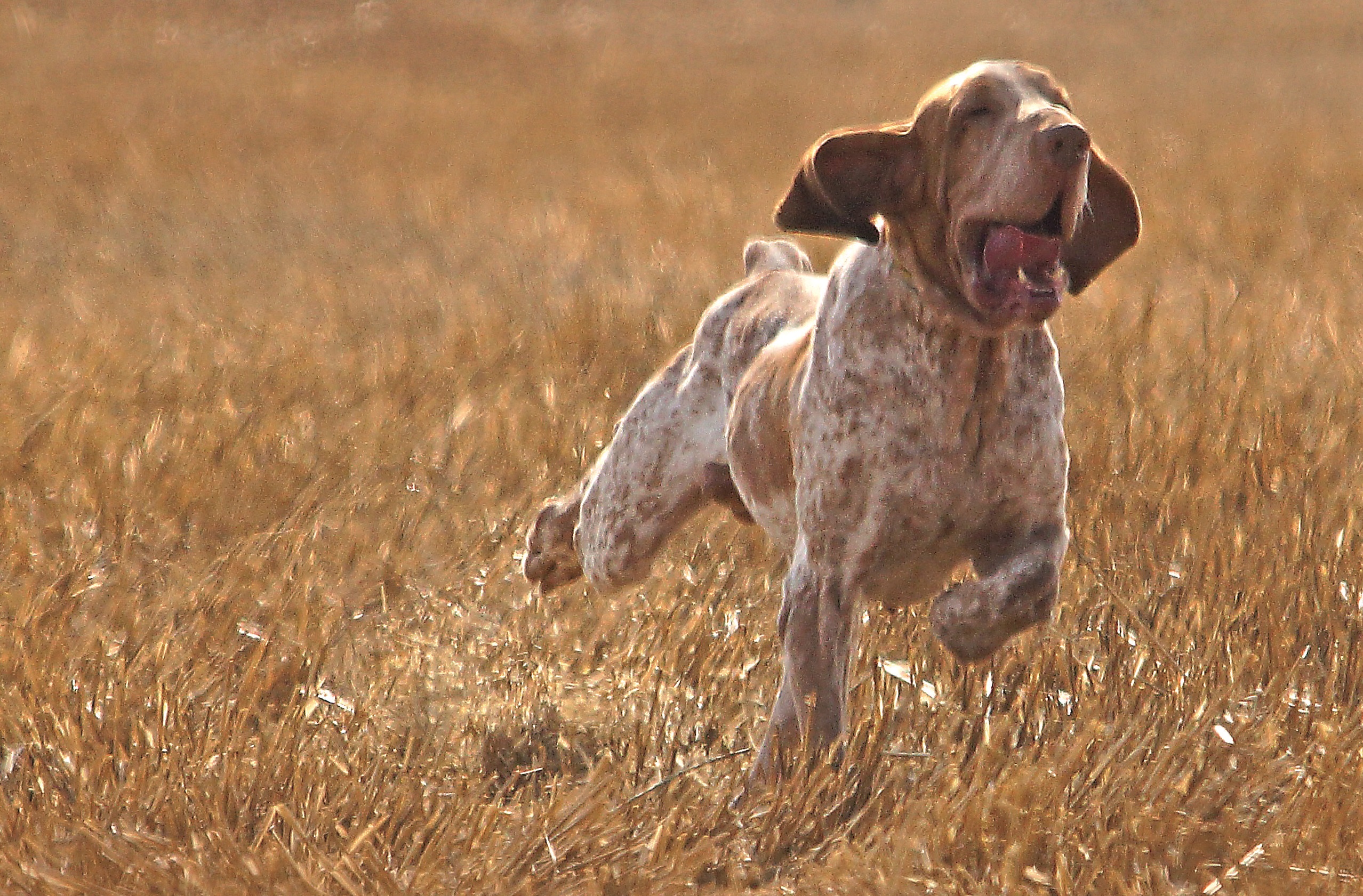 cinofilia: La Gazzetta della Cinofilia settembre 2016: i contenuti del nuovo numero