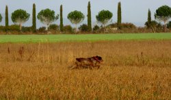 Sentieri di Caccia 4/2016: Tutti i contenuti Caccia mista in pianura