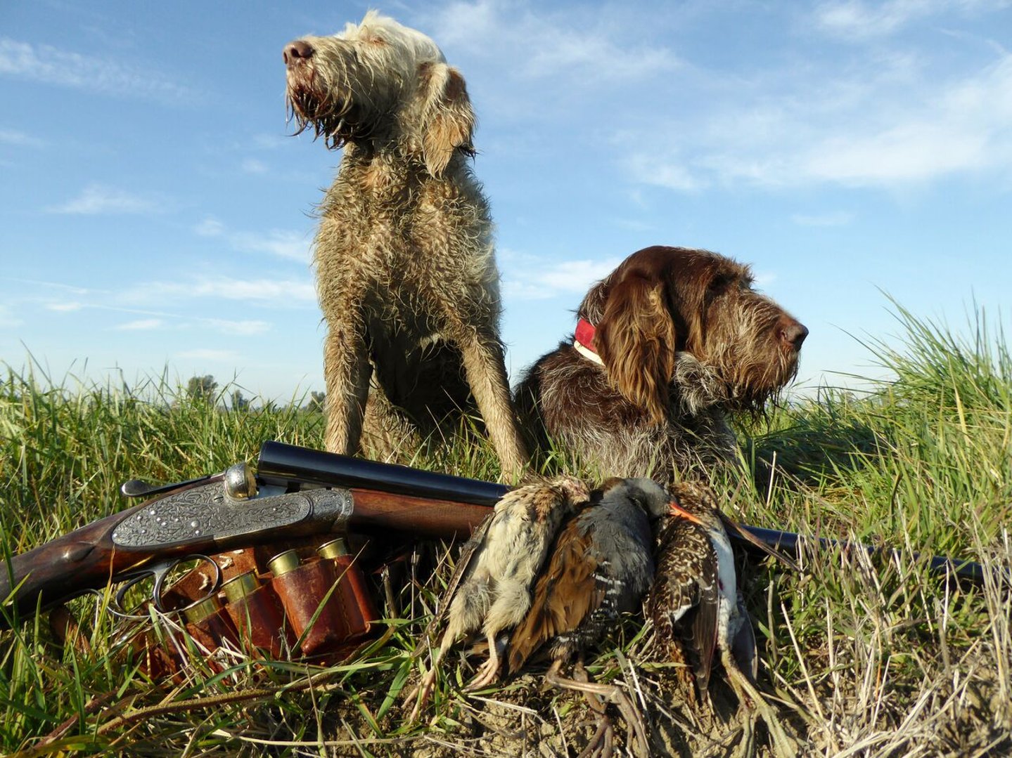 Sentieri di Caccia 4/2016: Tutti i contenuti Cani di cinghiale
