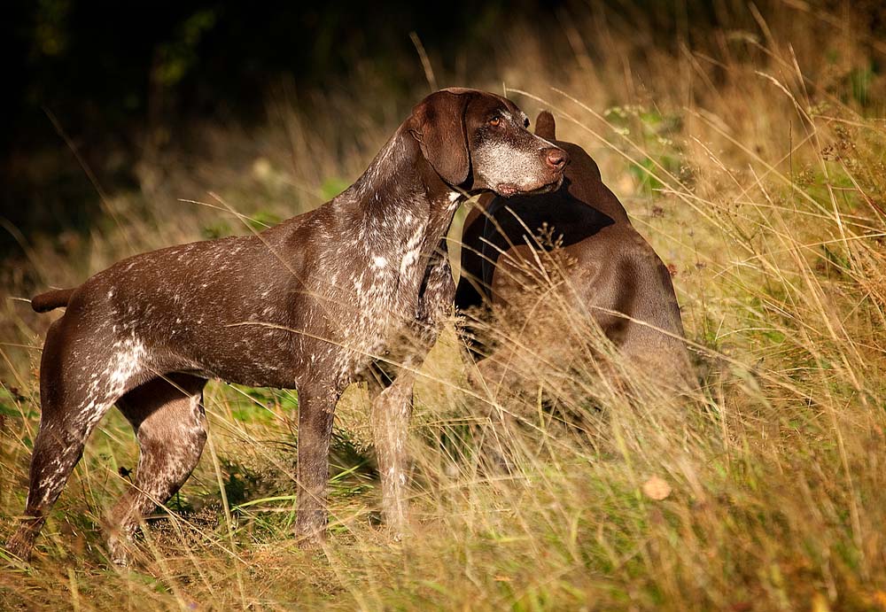 cinofilia: A Lazise (VR) convegno su cane da montagna e da beccacce
