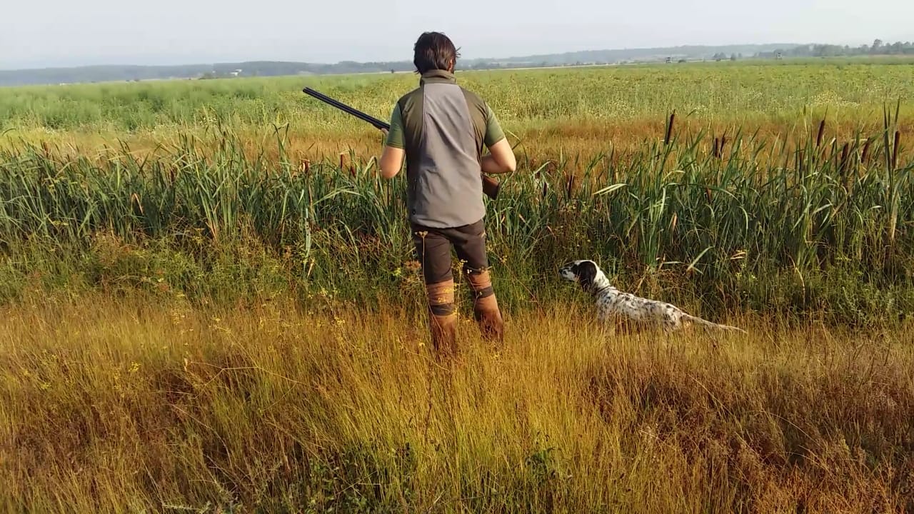 cinofilia: Caccia e cinofilia: correttezza al frullo, questione di forma o funzione utile a caccia?