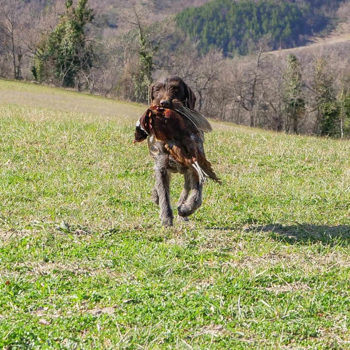 Il Drahthaar a caccia