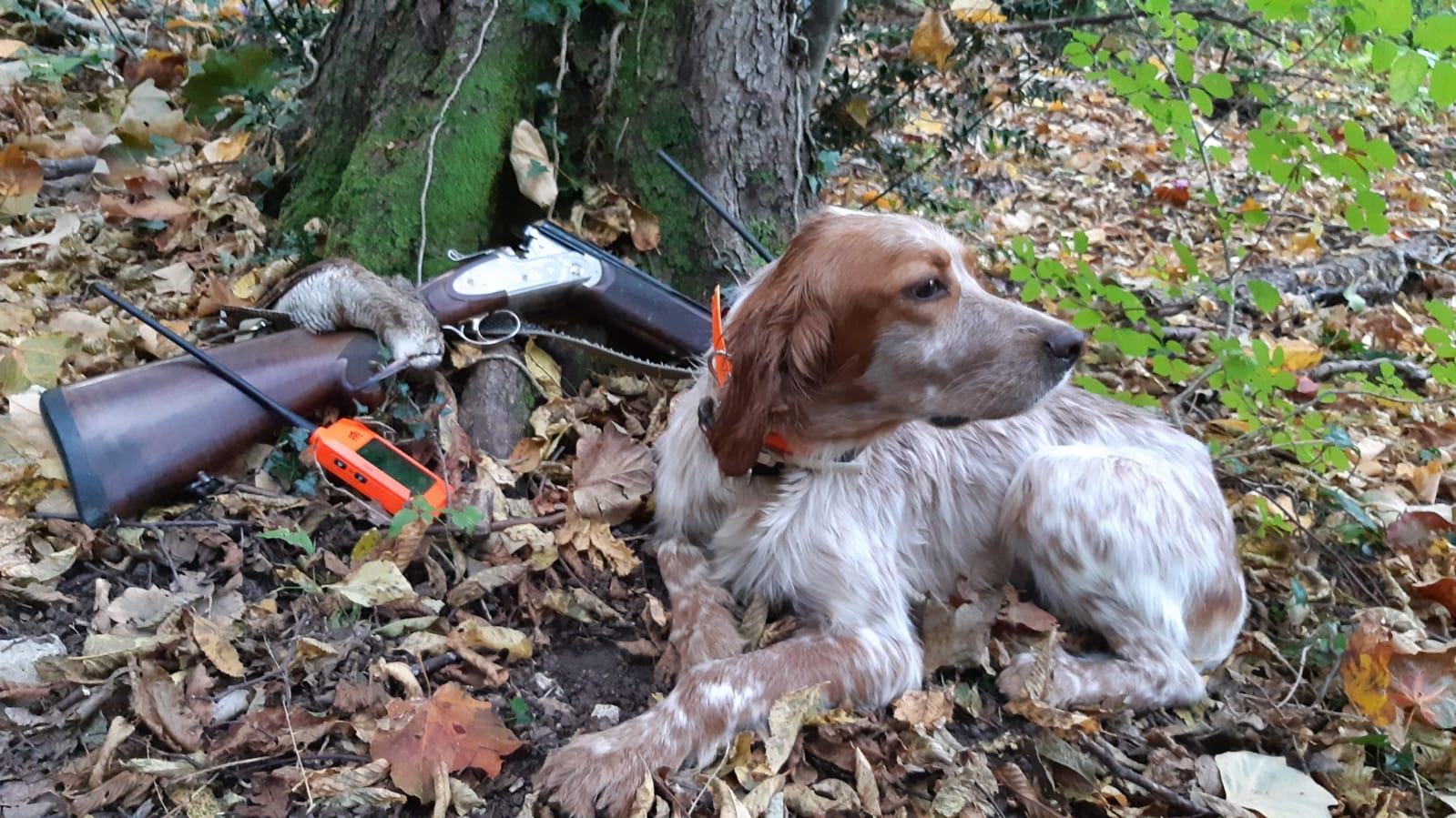 cc-hunting: Dog Trace: i radio collari Gps distribuiti da C&C Hunting cc-hunting: Dog Trace: i radio collari Gps distribuiti da C&C Hunting