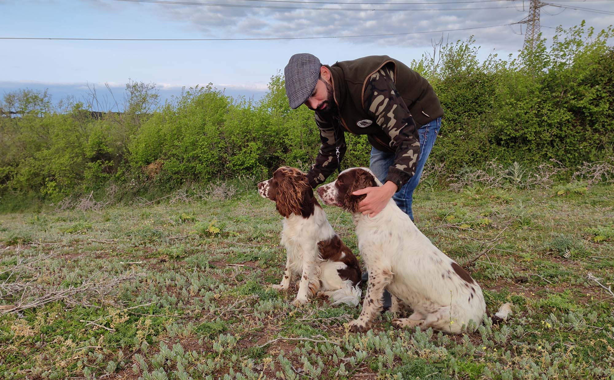 cinofilia: English Springer Spaniel: il più antico "cane da schioppo”