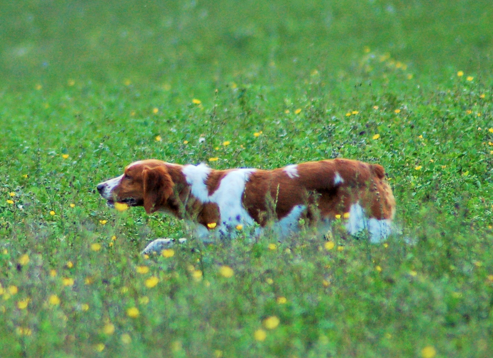 cinofilia: Épagneul Breton... il francese che parla tutte le cacce...