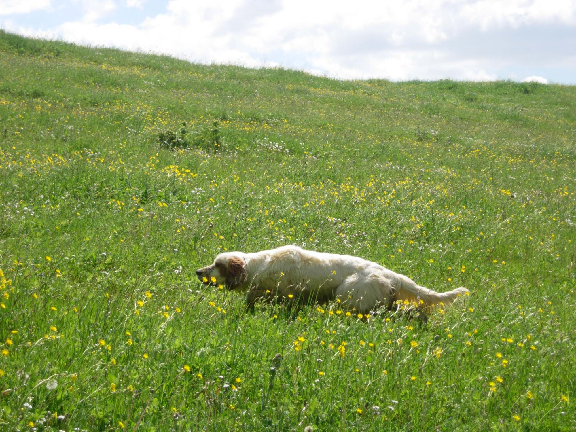 cinofilia: Gara cinofila Sant'Uberto: a Cirò Marina disputata la finale per la Calabria