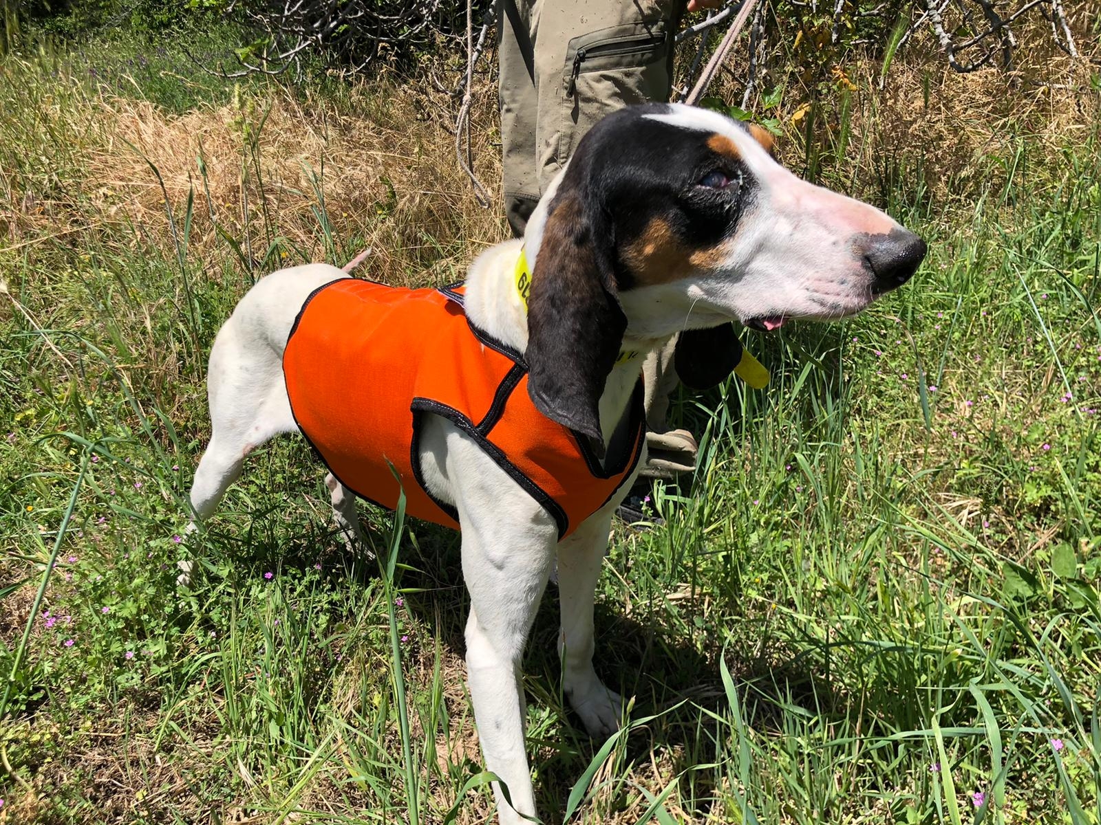 cinofilia: Cani e cinghiali: esiste il giubbotto antizanna perfetto?