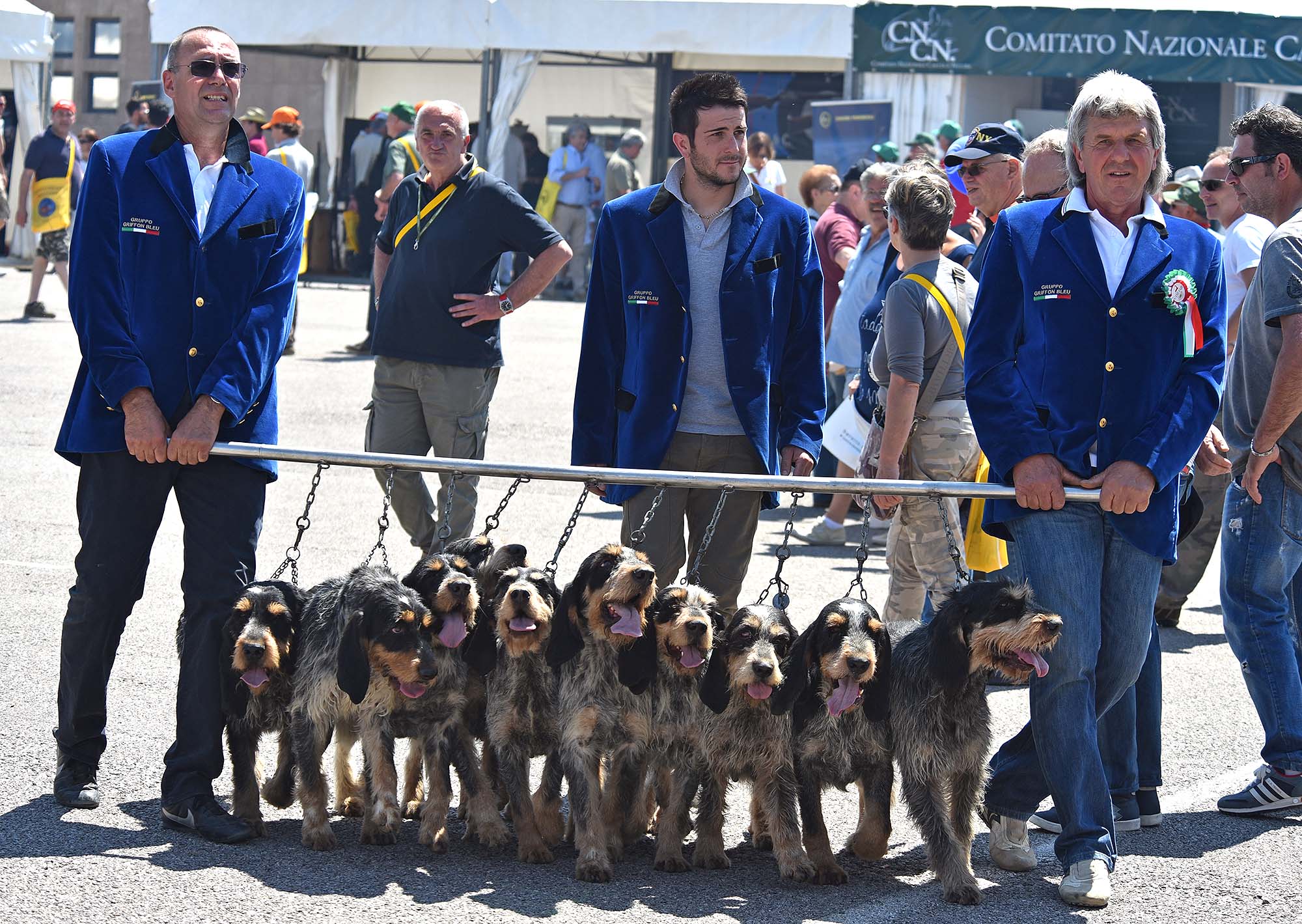 cinofilia: VIDEO: Griffon Bleu de Gascogne. Speciale cinofilia Game Fair 2015