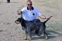 Griffon Bleu de Gascogne Griffon Bleu de Gascogne