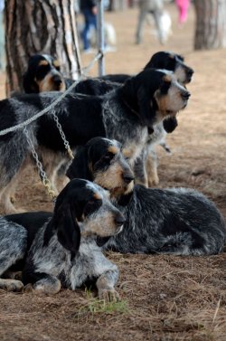 Griffon Bleu de Gascogne, speciale cinofilia Game Fair 2015 Griffon Bleu de Gascogne, speciale cinofilia Game Fair 2015