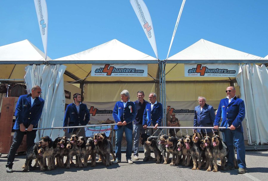 Griffon Bleu de Gascogne, speciale cinofilia Game Fair 2015 Griffon Bleu de Gascogne, speciale cinofilia Game Fair 2015